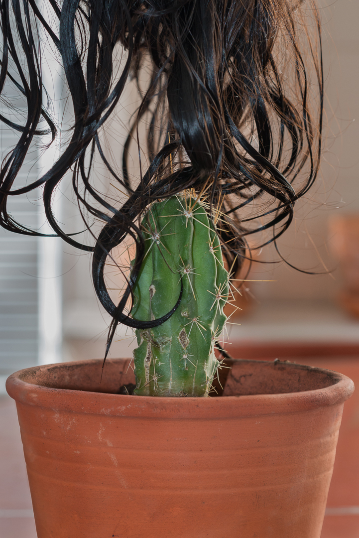 Touching a Cactus, 2014
